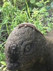 Cryptoblepharus poecilopleurus