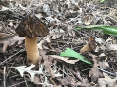 Morchellaceae