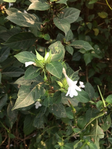 Image of Barleria cristata by (c) Aryan K, some rights reserved (CC BY)