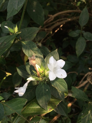 Image of Barleria cristata by (c) Aryan K, some rights reserved (CC BY)