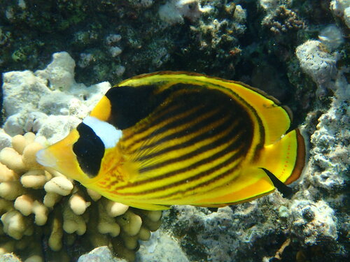 Red Sea Raccoon Butterflyfish