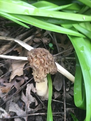 Morchellaceae