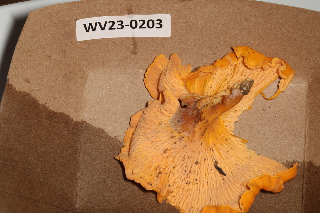 chanterelles from Centre Hall, PA 16828, USA on August 4, 2023 at 0353