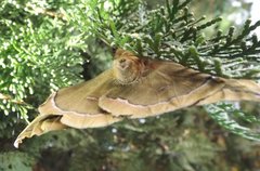 Polythysana cinerascens