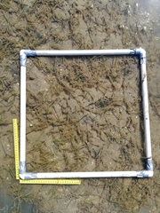 Zostera muelleri