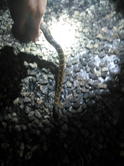 Lampropeltis splendida