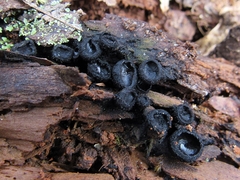 Pseudoplectania nigrella