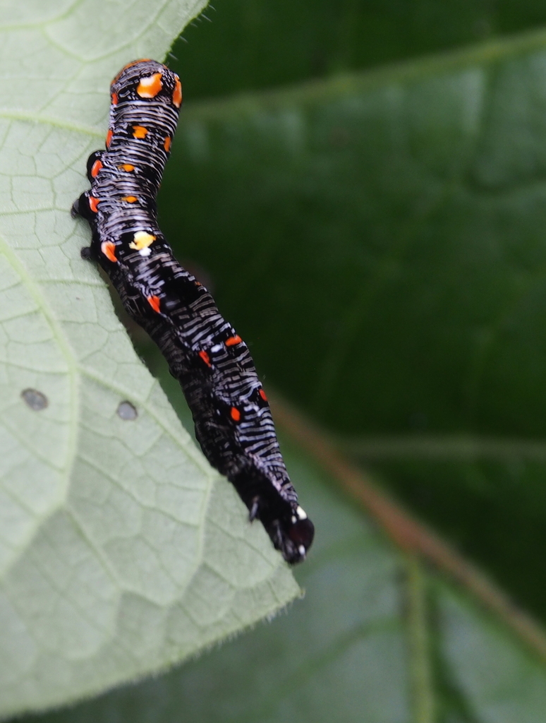 Gonodonta uxor