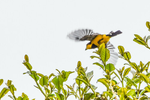 Black-breasted Boatbill (Machaerirhynchus nigripectus), photo 5
