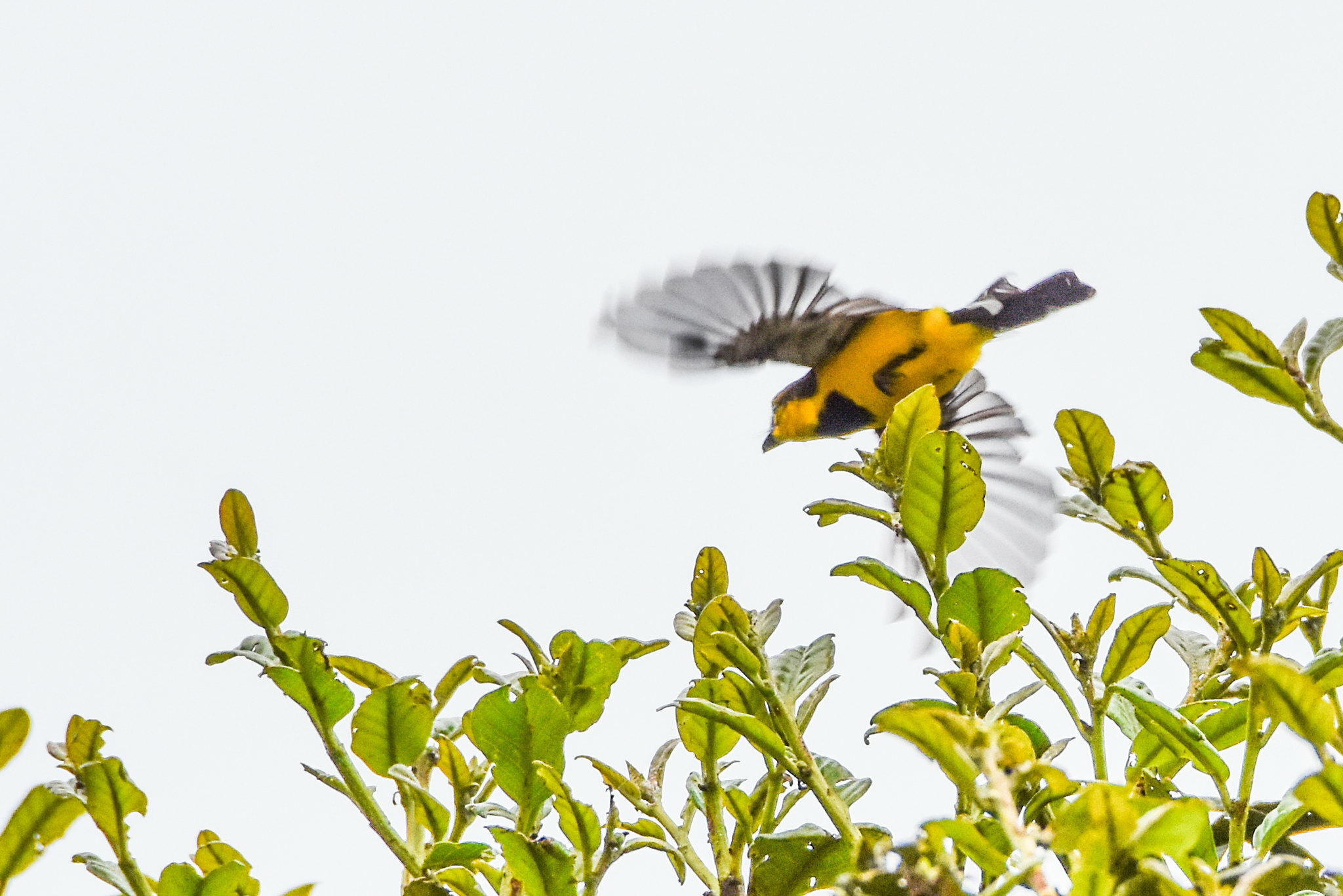 Black-breasted Boatbill (Machaerirhynchus nigripectus), photo 3
