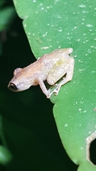 Diasporus diastema