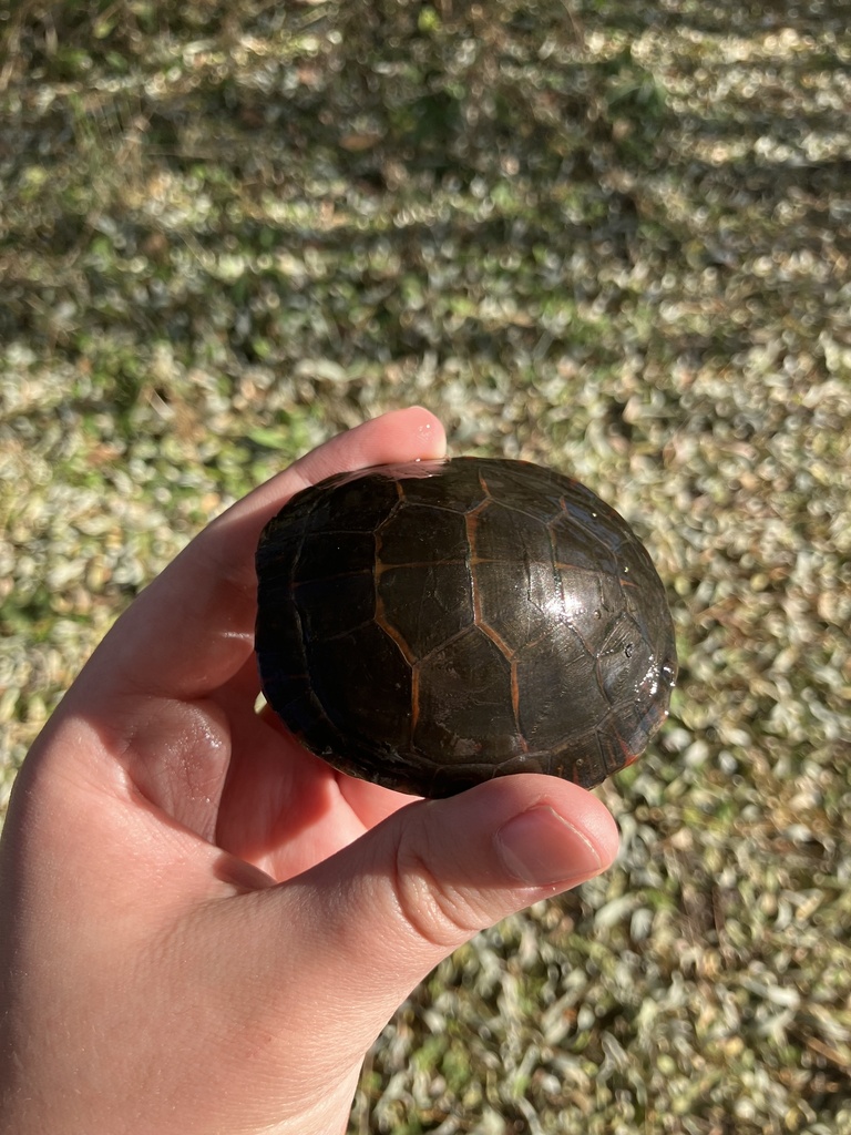 Painted Turtle From Bde Maka Ska Park, Minneapolis, Mn, Us On November 