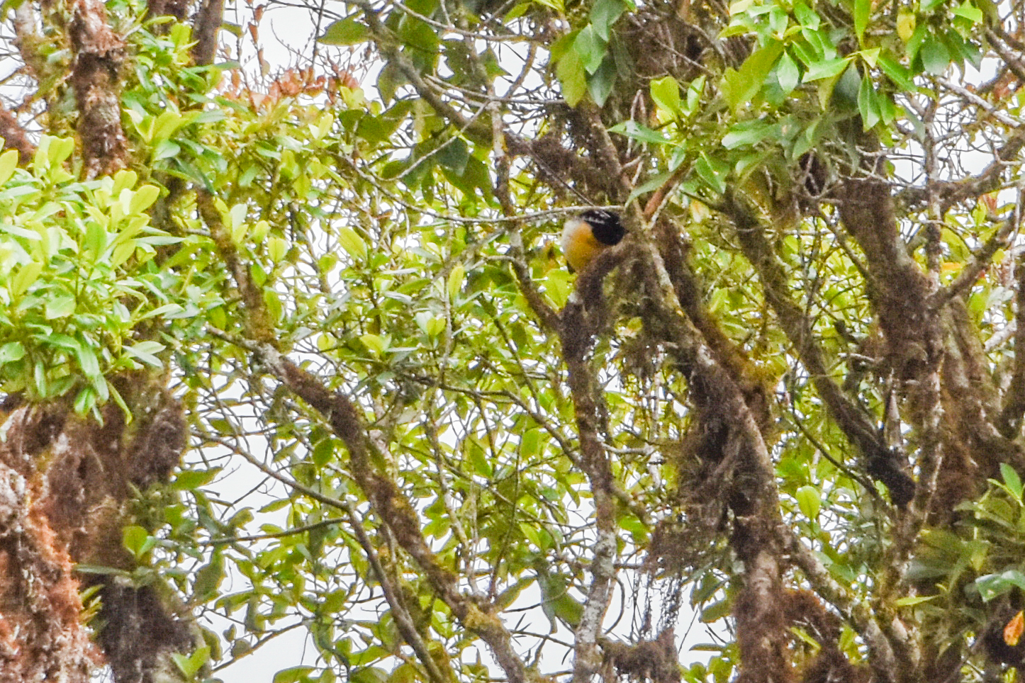 King of Saxony Bird-of-paradise (Pteridophora alberti), photo 7