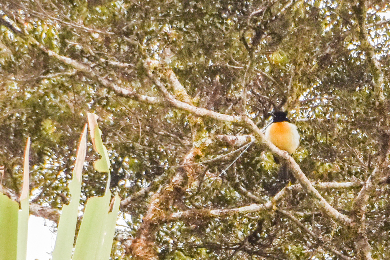 King of Saxony Bird-of-paradise (Pteridophora alberti), photo 8