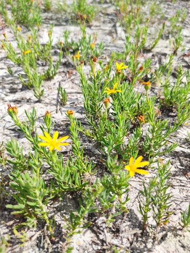 Image of Osteospermum polygaloides by (c) Seth Musker, some rights reserved (CC BY)