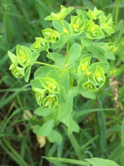 Euphorbia spathulata