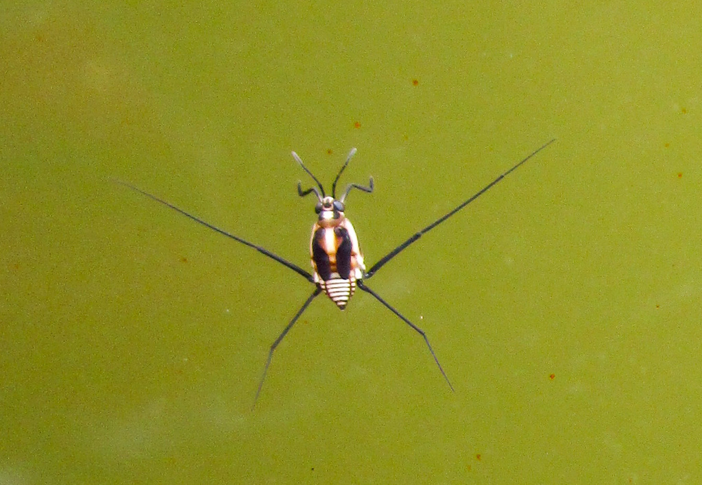 Halobatopsis from N1, Brasília, DF, BR on October 9, 2023 at 08:36 AM ...