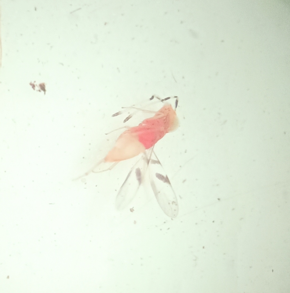 Leptomastidea bifasciata