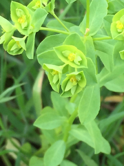 Euphorbia spathulata