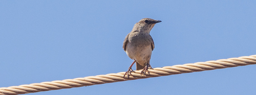 Rufous Songlark