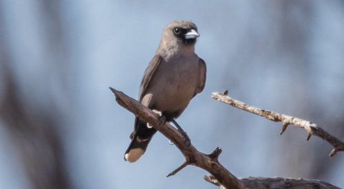 Black-faced Woodswallow