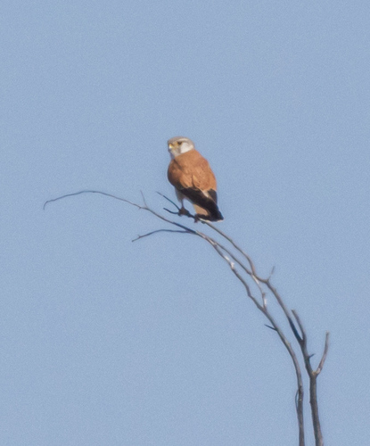 Nankeen Kestrel