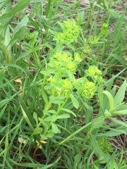 Euphorbia spathulata
