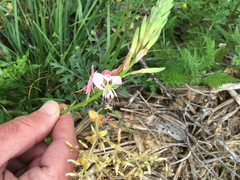 Oenothera sinuosa