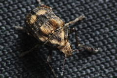 Araecerus palmaris