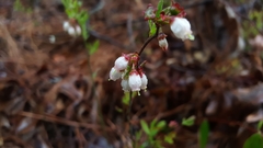 Vaccinium tenellum