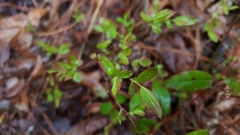 Vaccinium tenellum