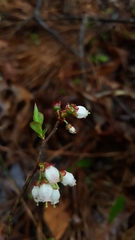 Vaccinium tenellum