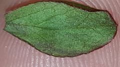 Vaccinium tenellum