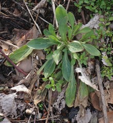 Asteraceae