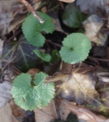 Alliaria petiolata
