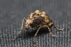 Araecerus palmaris