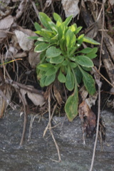 Asteraceae