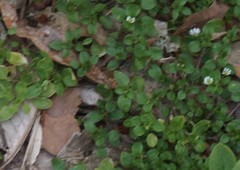 Stellaria media