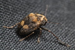 Araecerus palmaris