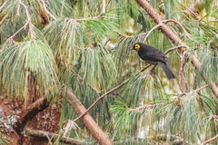 Smoky Honeyeater photo 2
