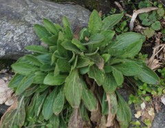 Asteraceae