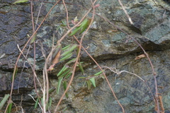 Lonicera japonica