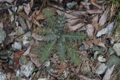 Cirsium vulgare