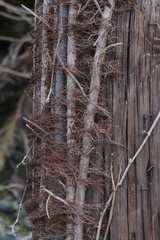 Toxicodendron radicans