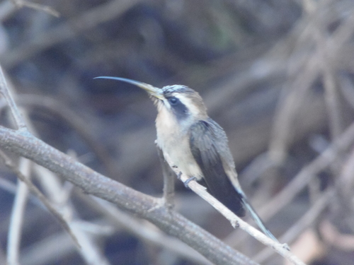 Broad-tipped Hermit