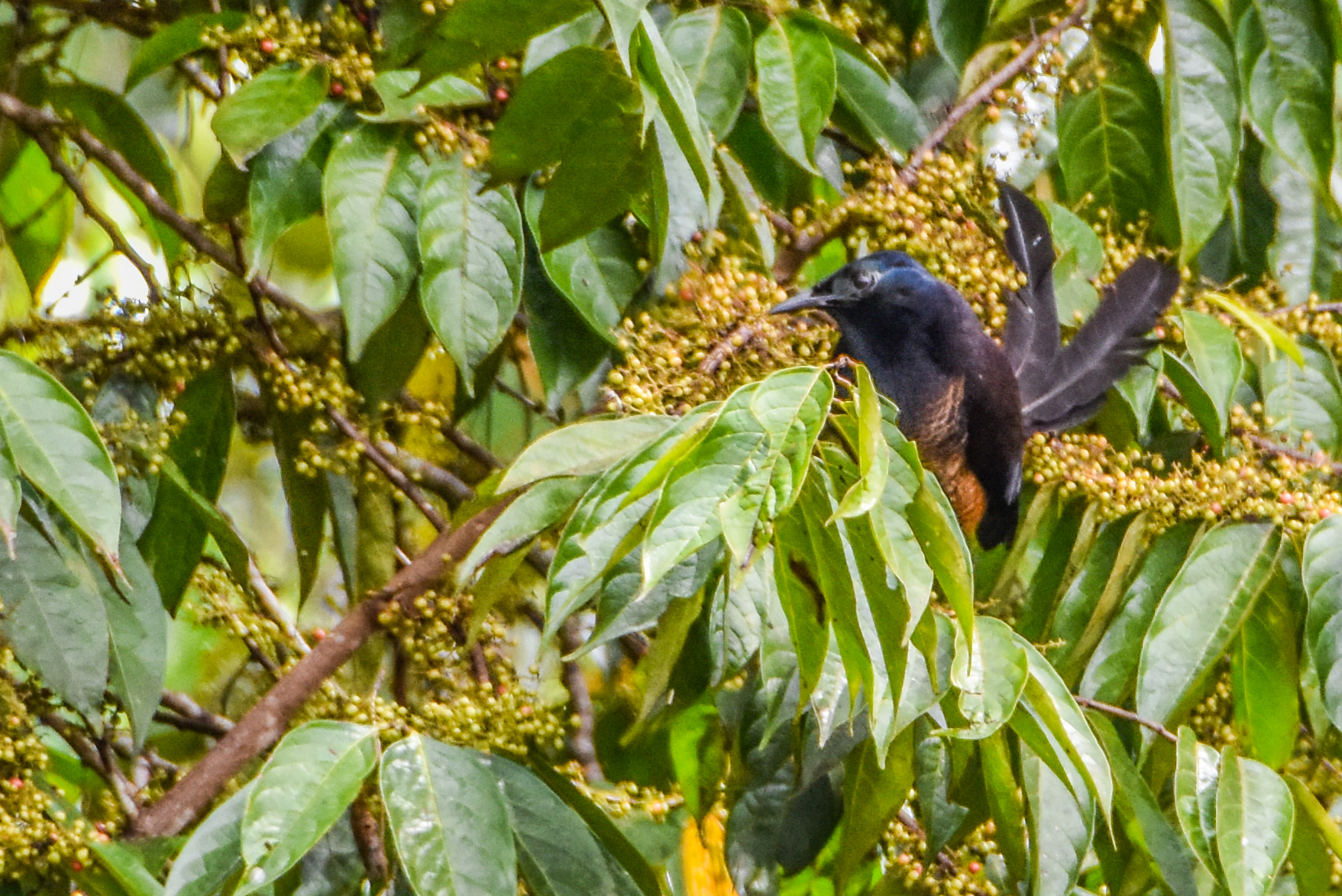 Princess Stephanie's Astrapia (Astrapia stephaniae), photo 5