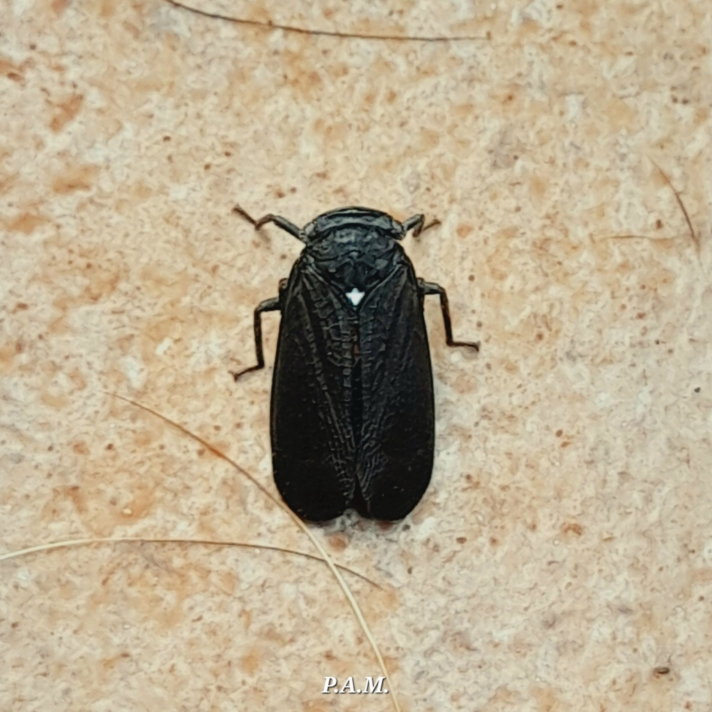 Acmonia nigriceps