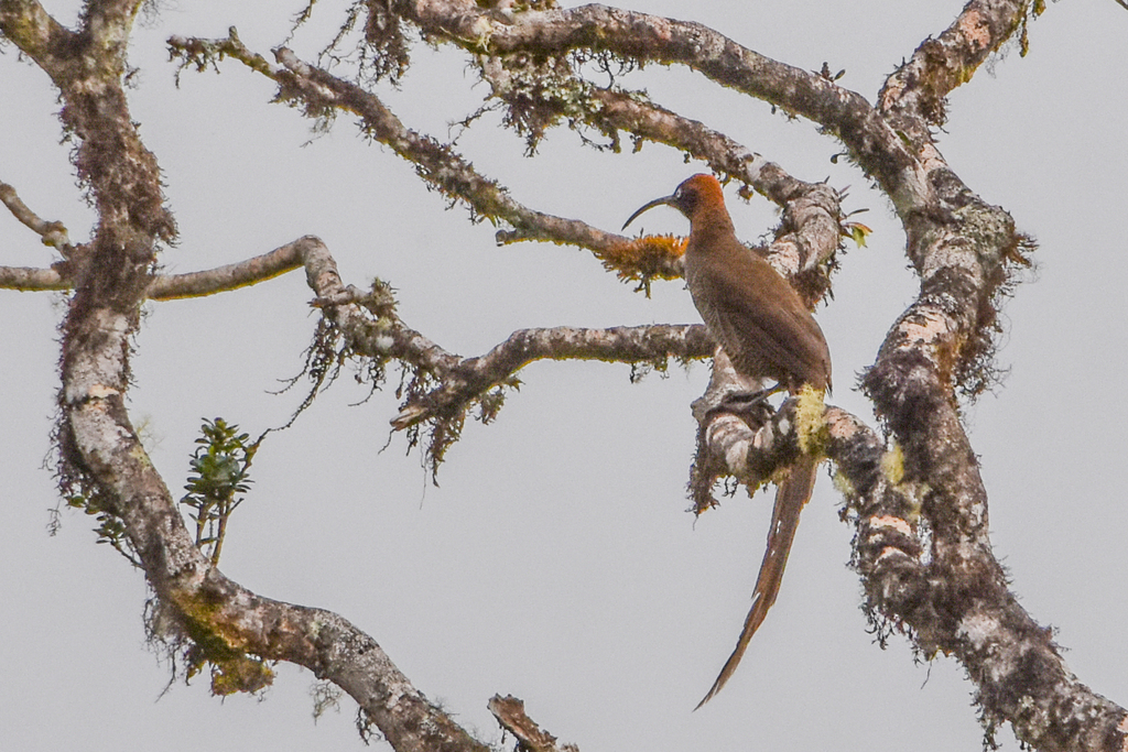 Brown Sicklebill