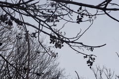 Paulownia tomentosa