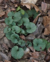 Alliaria petiolata